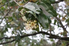 Duabanga grandiflora